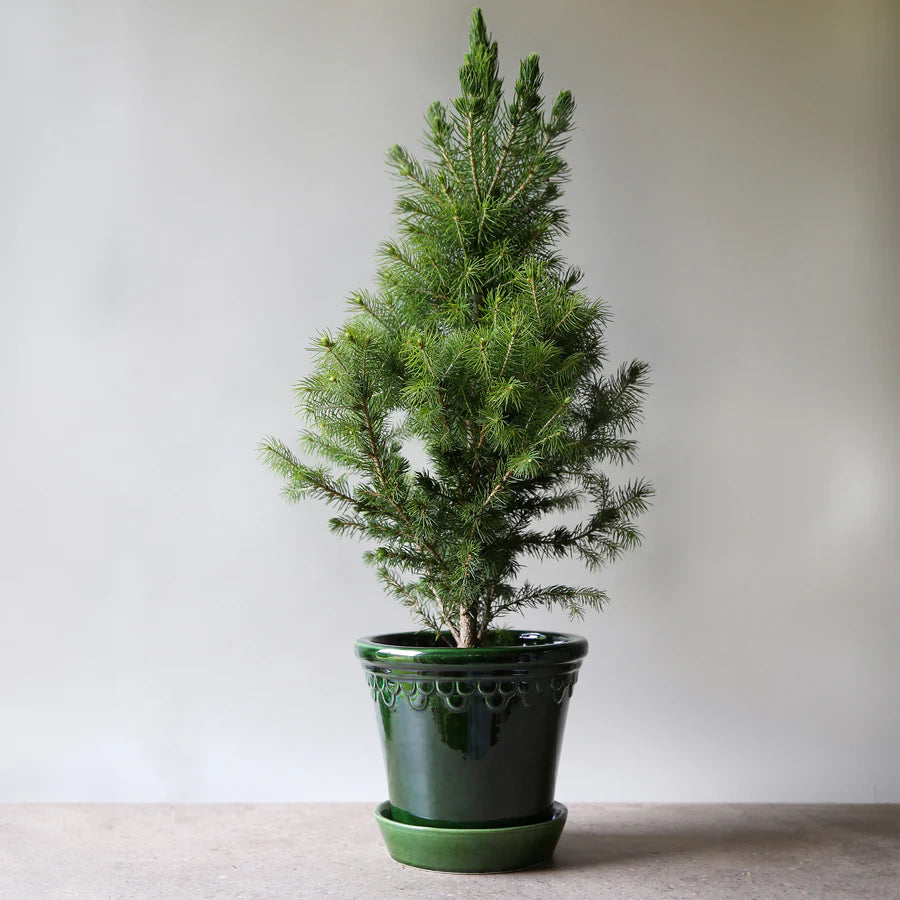 Planter & Saucer